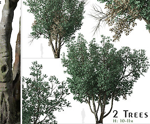 Set of Tanbark Oak Tree (Lithocarpus densiflorus)
