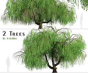 Set of Weeping Willow Tree (Salix babylonica)