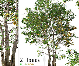 Set of California Sycamore Tree Platanus racemosa