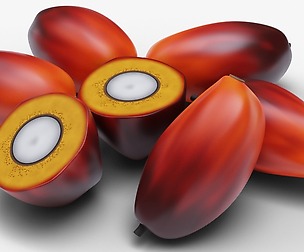 Oil Palm Fruits