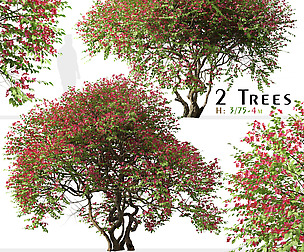 Set of Bougainvillea Tree (Santa Rita) (2 Trees)
