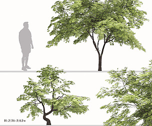 Set of Acer palmatum Tree (Japanese maple)