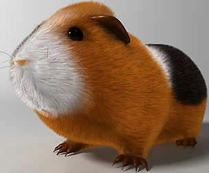 Guinea pig (Cavia porcellus) Rigged