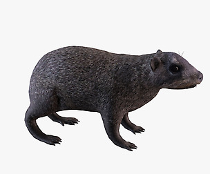 Rock hyrax