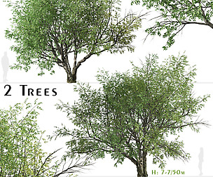 Set of California bay laurel Tree ( Umbellularia )