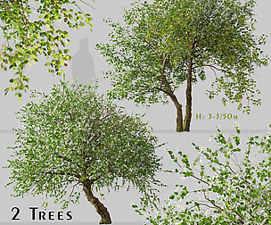 Set of Common Jasmine Tree (Jasminum officinale)