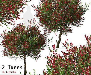 Set of Photinia fraseri Tree (Christmas berry)