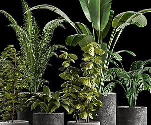 Indoor plant collection 01