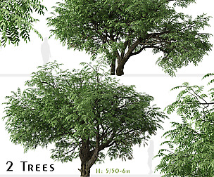 Set of California black walnut Tree (Juglans)