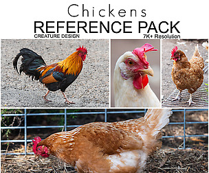 Creature Design Reference Pack - Chickens