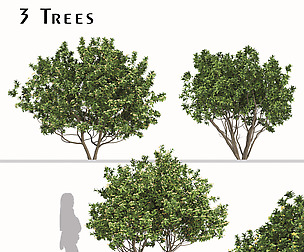 Set of Eriobotrya japonica Tree (Loquat) (3 Trees)