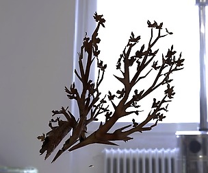 Tree Branch