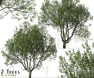 Set of London Plane Tree (Platanus acerifolia)