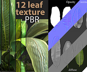 12 texture of banana leaf