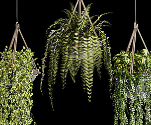 Indoor plant collection 02