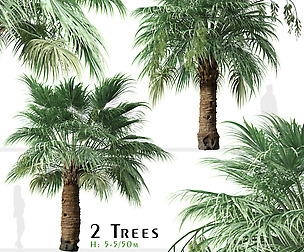 Set of Blue Hesper Palm Tree (Brahea armata)