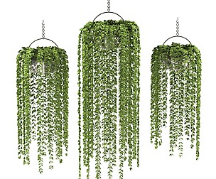 plants collection 10