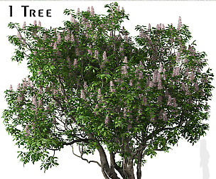 California buckeye Tree ( Aesculus californica )
