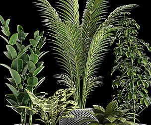 Indoor plant collection 03
