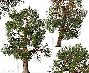 Set of Foxtail pine Tree (Pinus balfouriana)