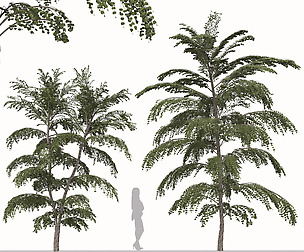 Set of Cercidiphyllum japonicum Tree (Katsura)
