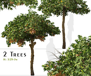 Set of Liquidambar styraciflua Tree ( Sweetgum )