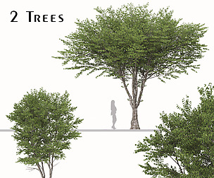 Set of Celtis australis Tree ( European nettle )