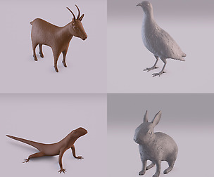 Wild animals bundle