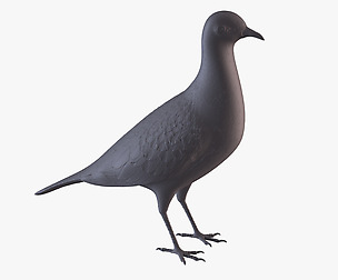 Pigeon