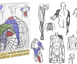 HUMAN MUSCLES GUIDE BRUSHES