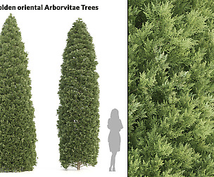 2 Golden oriental arborvitae Trees