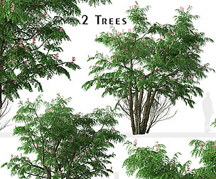 Set of Cassia javanica Tree (Pink shower)