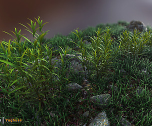 Yughues NoNameWeed