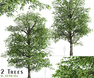 Set of White alder Tree (Alnus rhombifolia)