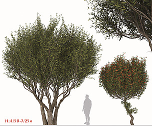 Set of Arbutus unedo Tree (Strawberry tree)