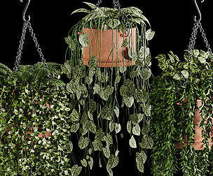 Indoor plant collection 04
