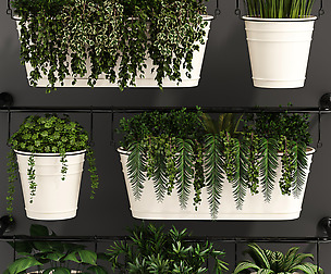 Indoor plant collection 05