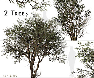 Set of Ghaf Tree (Prosopis cineraria) (2 Trees)