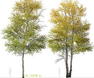 Set of Quaking aspen Tree (Populus tremuloides)
