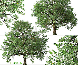 Set of Phellodendron amurense Tree (Amur cork)