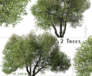 Set of Salix lasiolepis Tree (Arroyo willow)