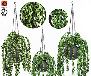 plants_in_hanging_pots1