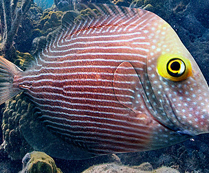 Yellow Eye Tang