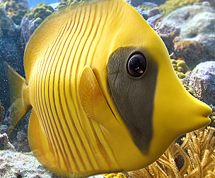 Yellow Butterfly Fish