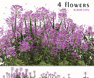 Set of Pink Spiny Spider flower Plants