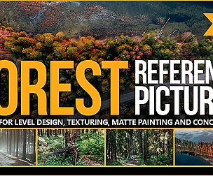 1000+ Forest Reference Pictures