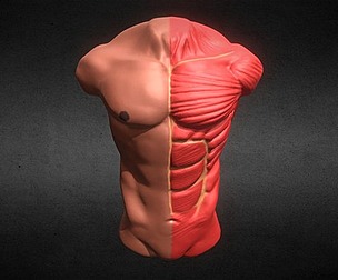 Chest Anatomy