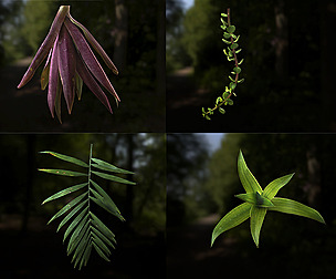 Leaf Pack- PBR Texture with Alpha Map