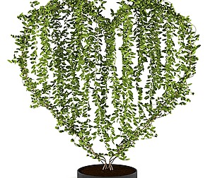 plants collection 11