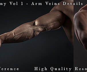 Anatomy Vol 1 - Arm Veins Details